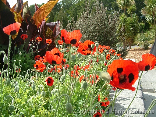 Poppy Flanders